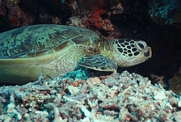 Sipadan_2015_Tortue Franche_Chelonia mydas_IMG_2940_rc